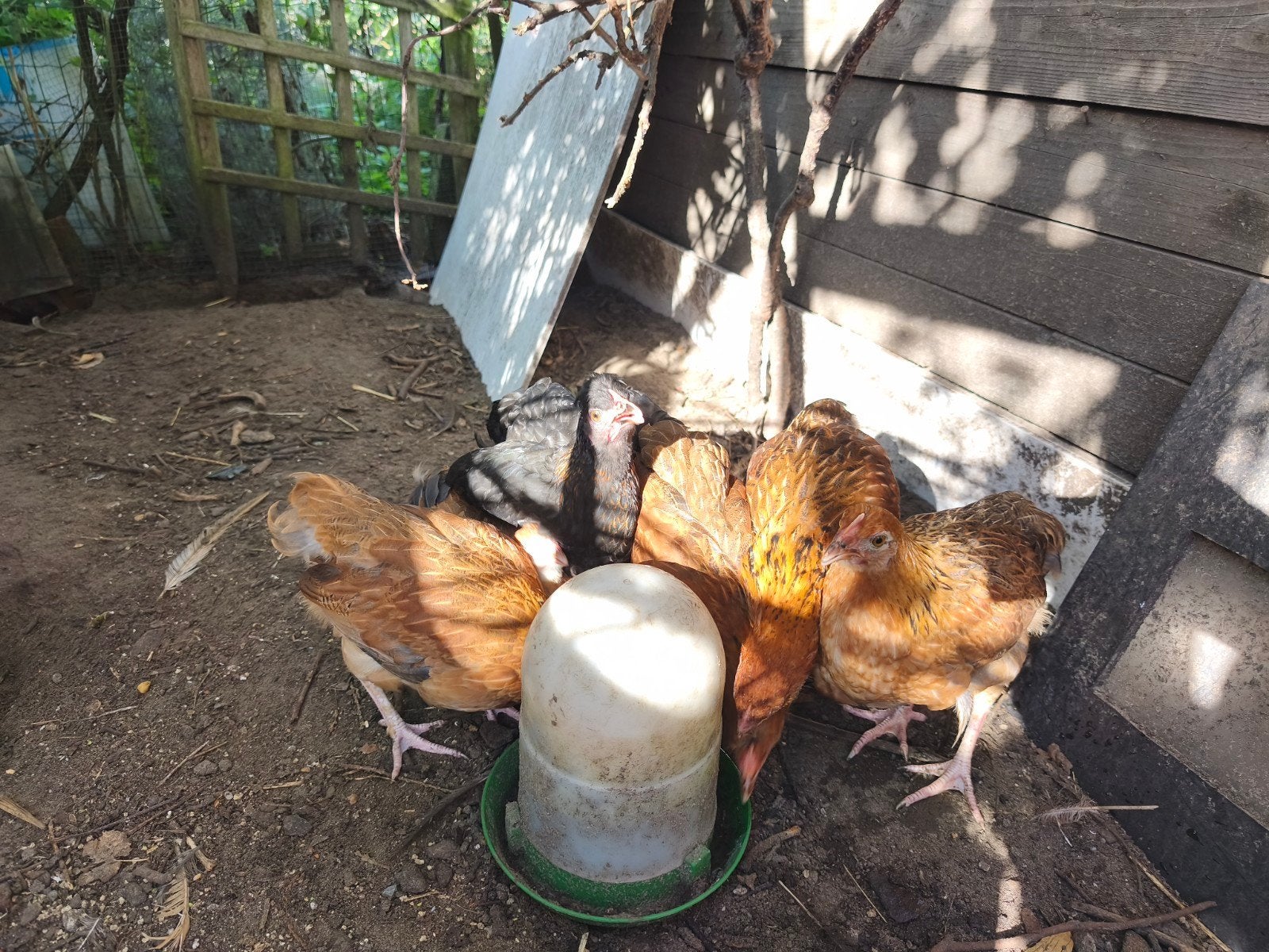 Allerlaatste olijflegger, Dieren en Toebehoren, Vrouwelijk, Kip