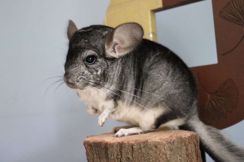 Baby chinchillas, Animaux & Accessoires, Chinchilla, Mâle, Juin, Domestique