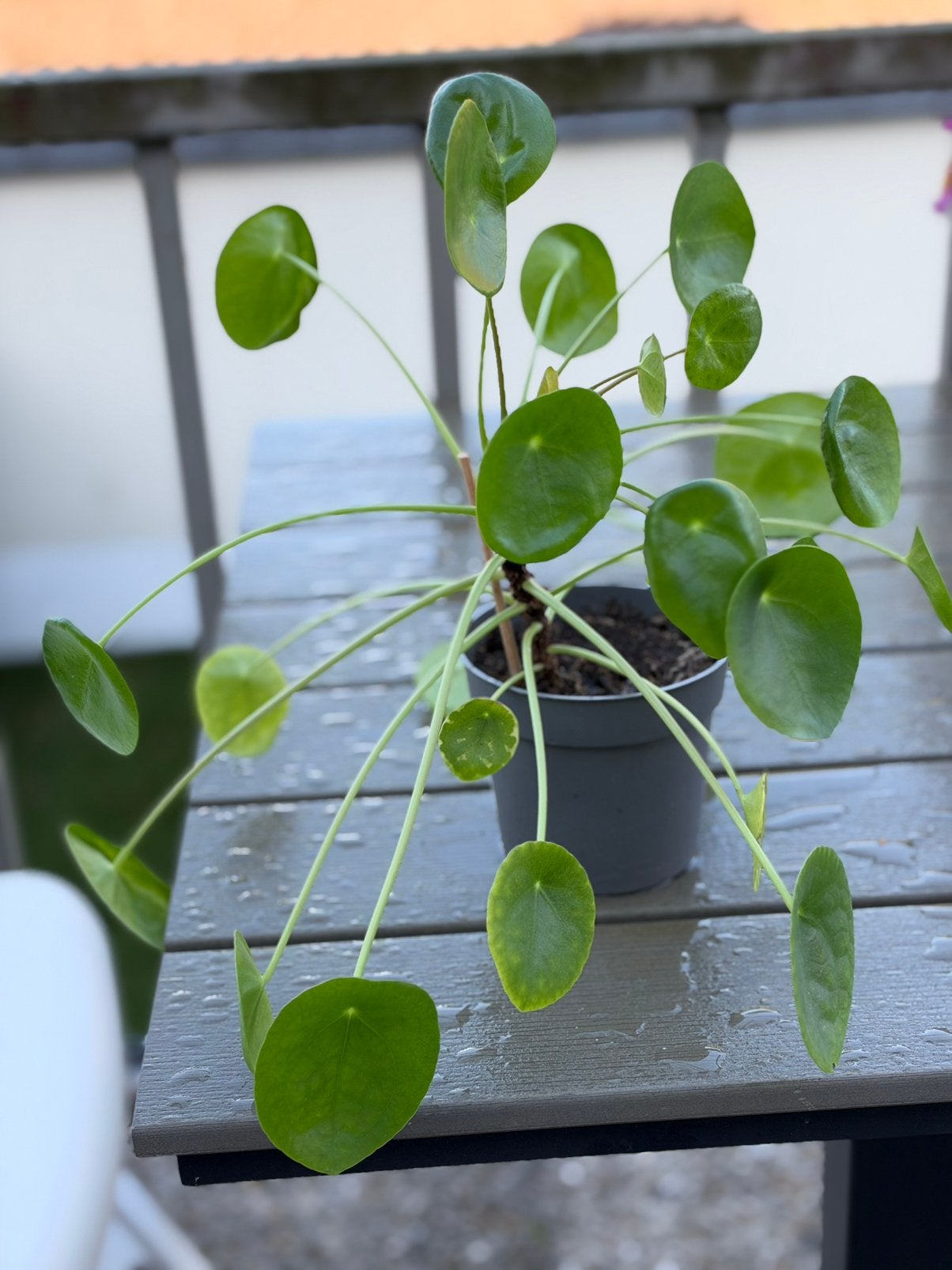 Pannenkoekenplant., Tuin en Terras, Ophalen, Vaste plant, Overige soorten