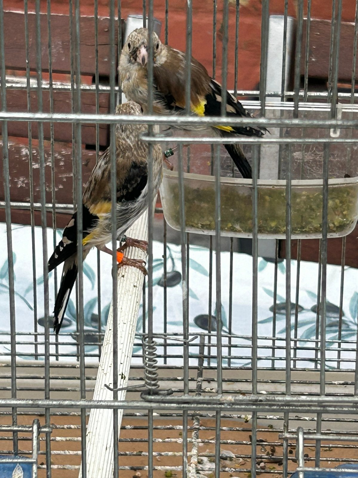 Distelvink parva 2026, Mannelijk, Wildzangvogel, Geringd