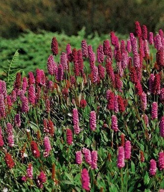 Persicaria affinis 'Kabouter' bodembedekker, Tuin en Terras, Ophalen, Vaste plant, Bodembedekkers, Halfschaduw
