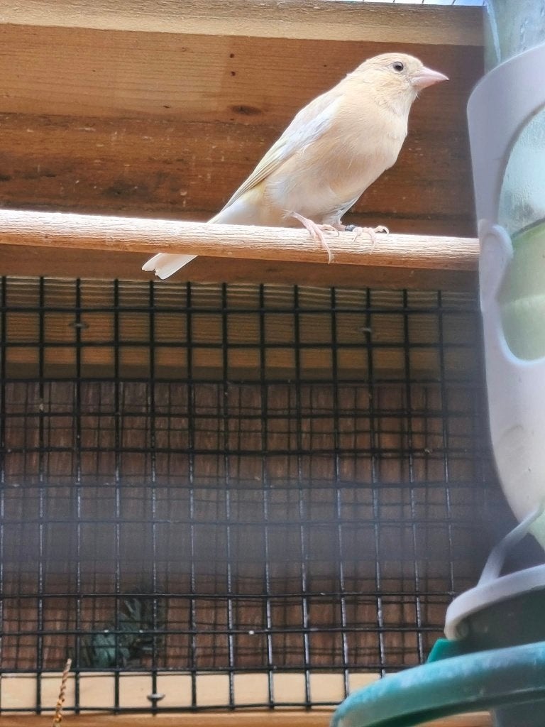 botvink popje van 23, Dieren en Toebehoren, Vrouwelijk, Wildzangvogel, Geringd