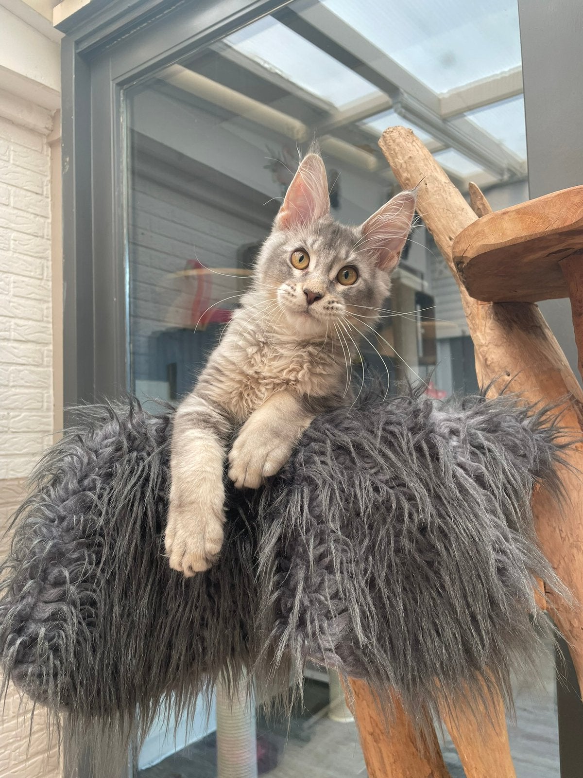Maine coon kitten, Chat, Avec pedigree, 0 à 2 ans