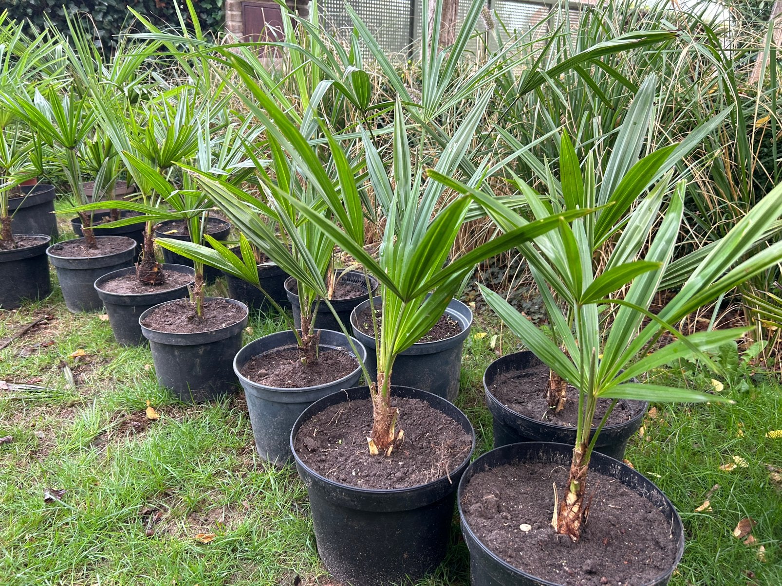 Jonge Trachycarpus Fortunei in pot, Ophalen