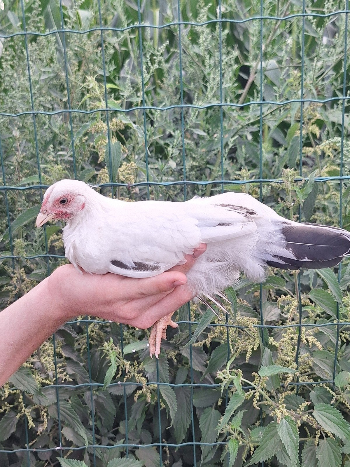 chabo hen, Dieren en Toebehoren, Vrouwelijk, Kip