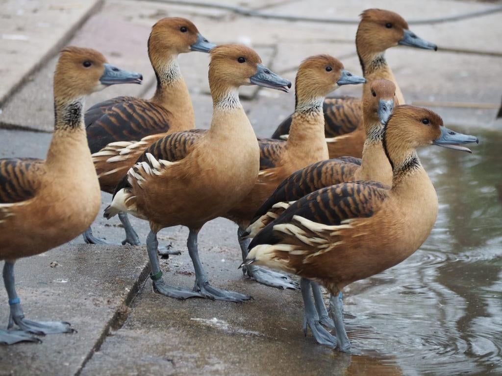 Eenden geel fluiteenden, Dieren en Toebehoren, Meerdere dieren, Eend