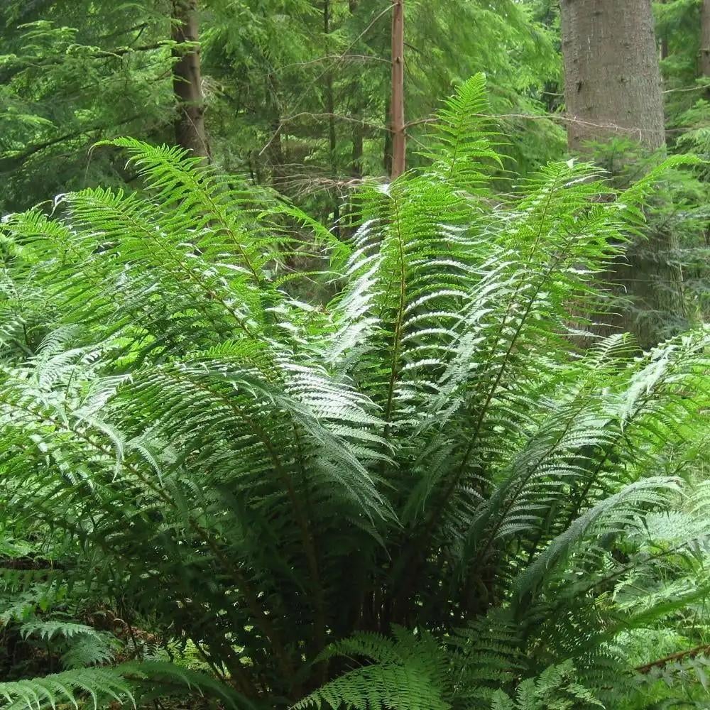fougères - driopteris, Jardin & Terrasse, Plantes | Jardin, Ne fleurit pas, Plante fixe, Mi-ombre, Fougères