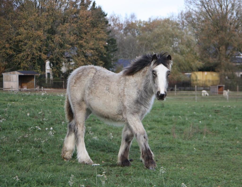 Belle pouliche isabel Irish cob, Avec pedigree, Poney D (1.37 m à 1.48m), Ne s'applique pas, 0 à 2 ans