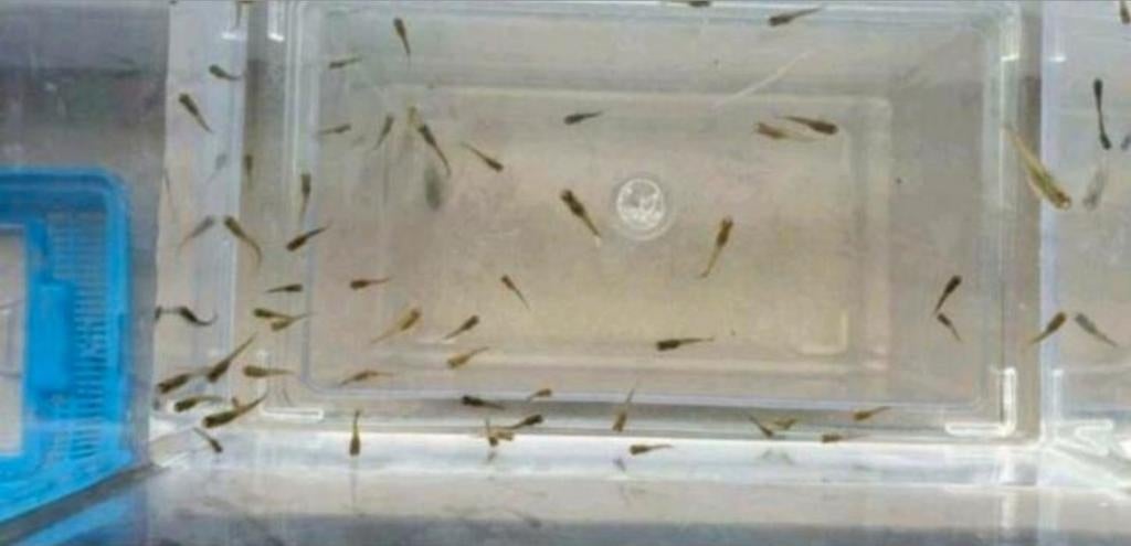 Jonge mooie Endlers visjes (10 stuks)
