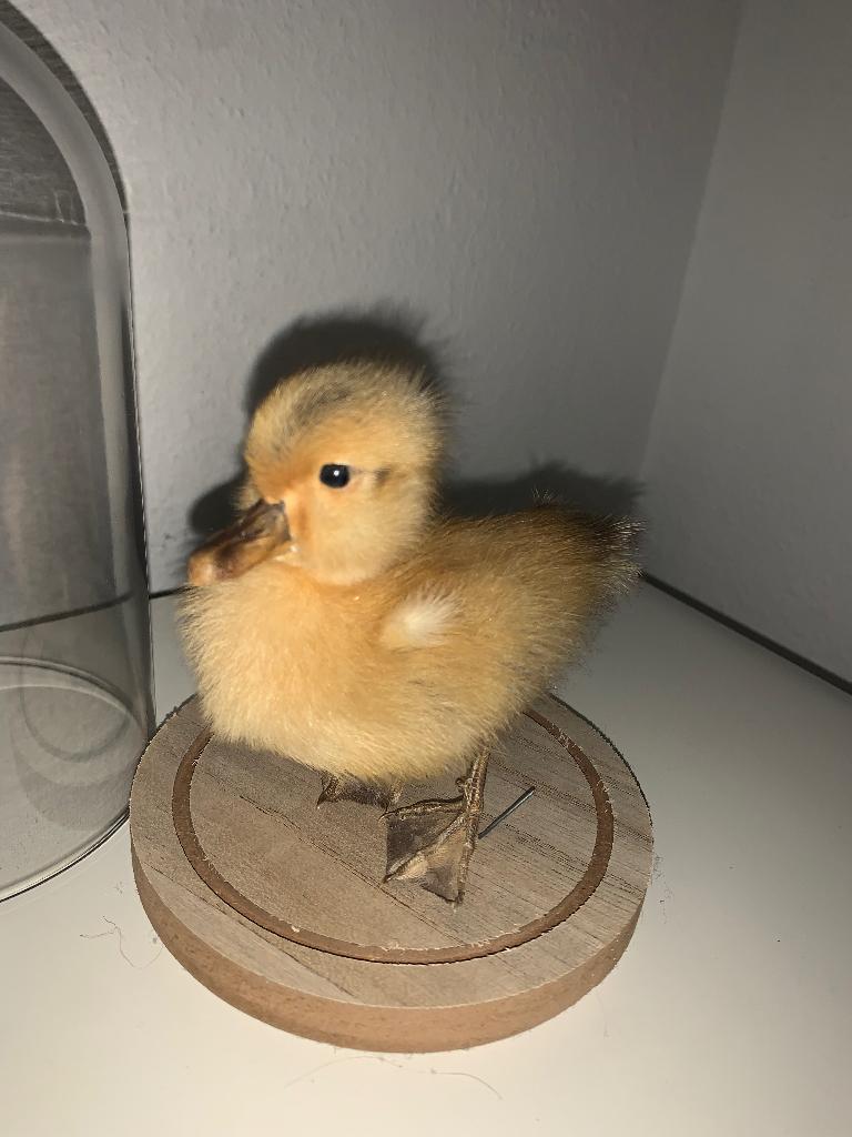 Taxidermie geel eendenkuikentje stolp cadeautip super donzig, Ophalen of Verzenden, Nieuw, Boerderijdier, Opgezet dier