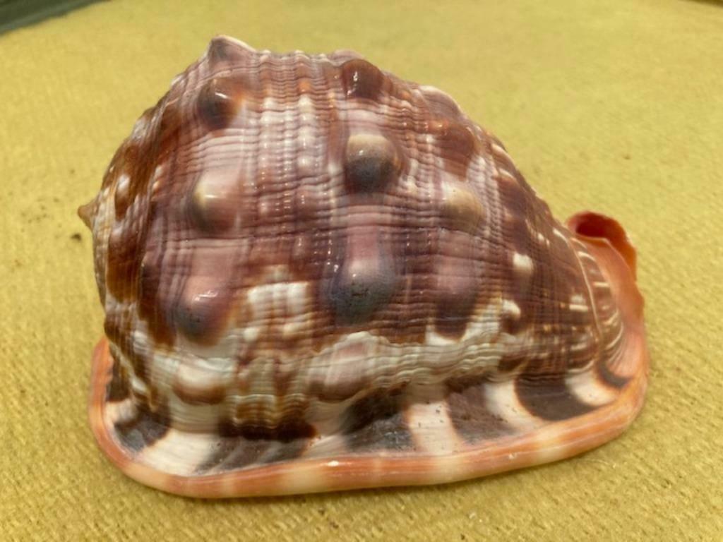 grosse coquille d'escargot, Enlèvement ou Envoi, Coquillage(s)