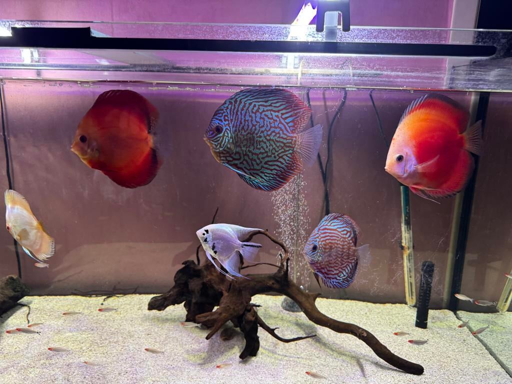 Aquarium 450l + discus, Animaux & Accessoires, Poissons | Aquariums & Accessoires, Enlèvement ou Envoi