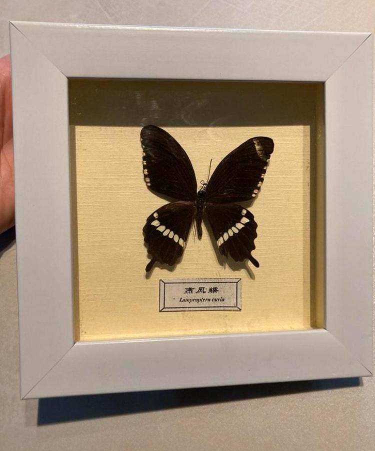Papillon en peluche dans un cadre