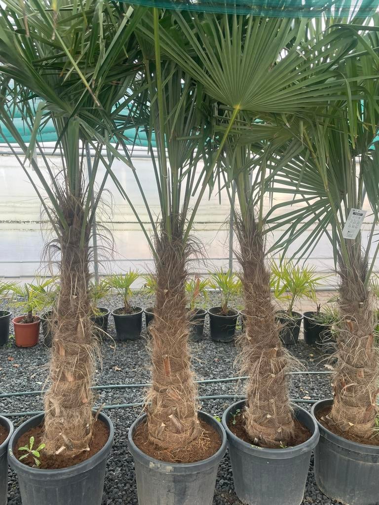 Winterharde palmbomen ( Trachycarpus fortunei), Tuin en Terras, Planten | Bomen, Ophalen
