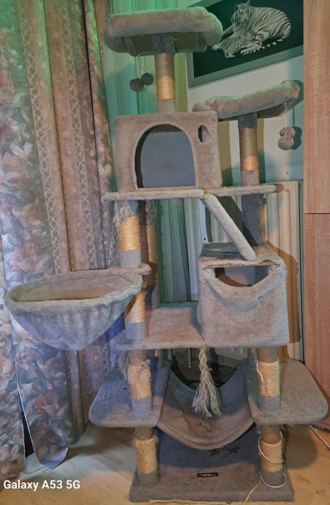 Grote krappaal te koop, Ophalen