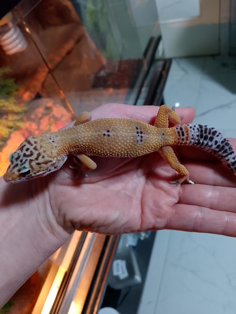 Luipaardgekko, Dieren en Toebehoren, Reptielen en Amfibieën