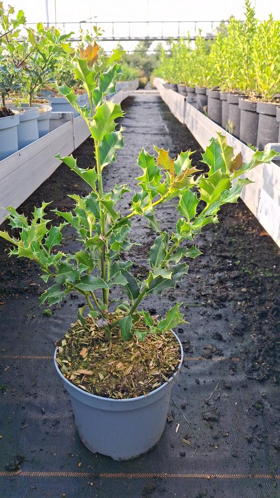 Ilex aquifolium. Hagen en Sierheesters.