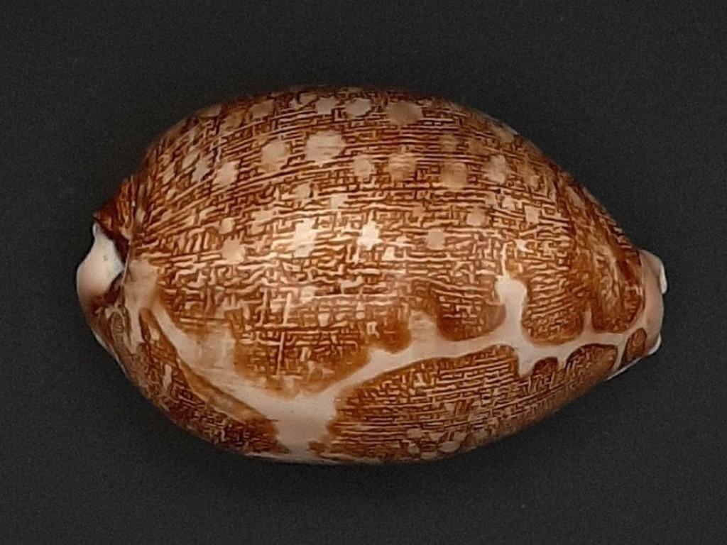 Cypraeidae Leporicypraea mappa 70mm, Ophalen of Verzenden, Schelp(en)