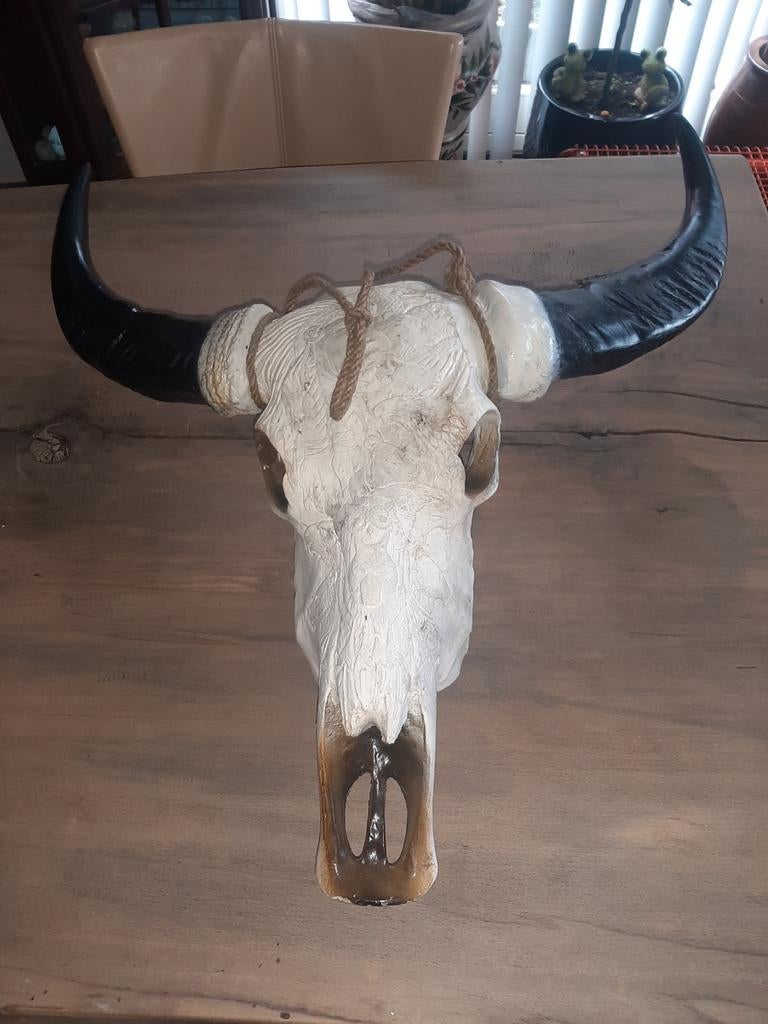Schedel longhorn, Ophalen