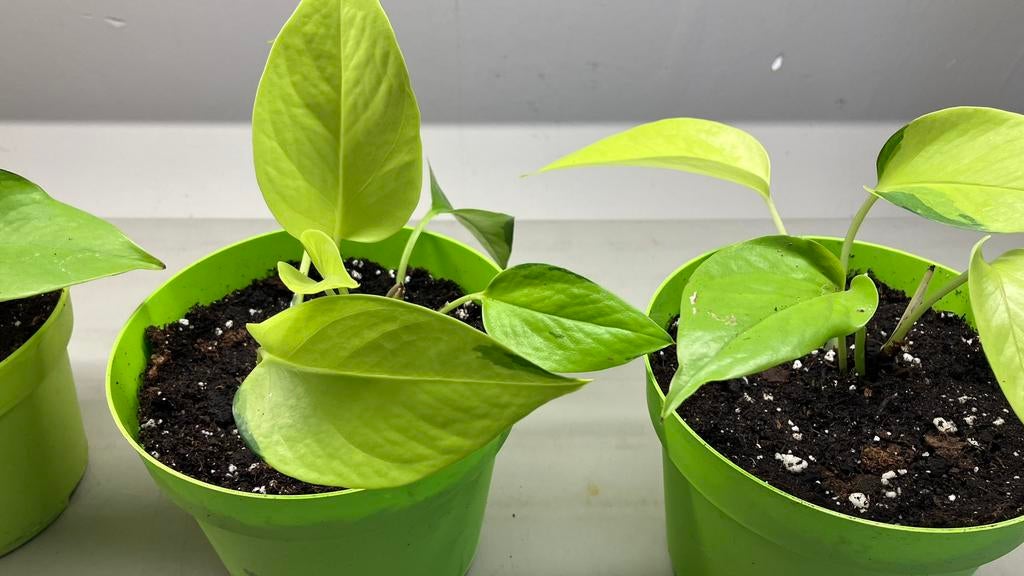 Epipremnum aureum neon., Huis en Inrichting, Kamerplanten, Ophalen of Verzenden