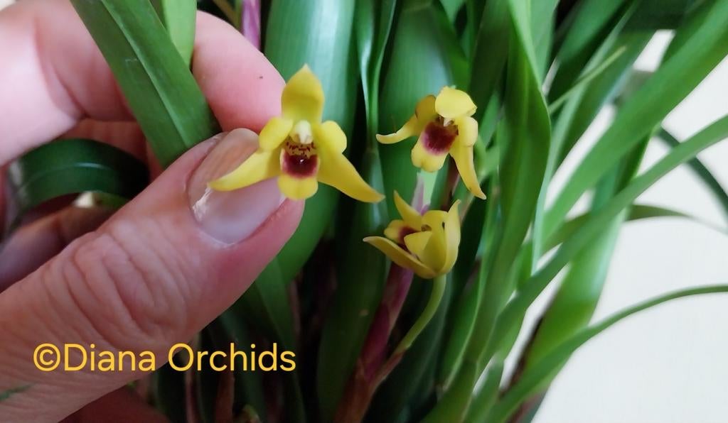 Orchidée Maxillaria variabilis, Maison & Meubles, Plantes d'intérieur, Enlèvement ou Envoi