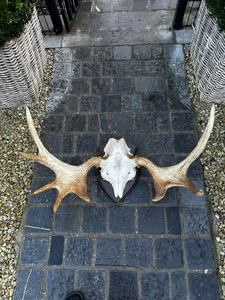Eland schedel met geweien, Antiek en Kunst, Ophalen