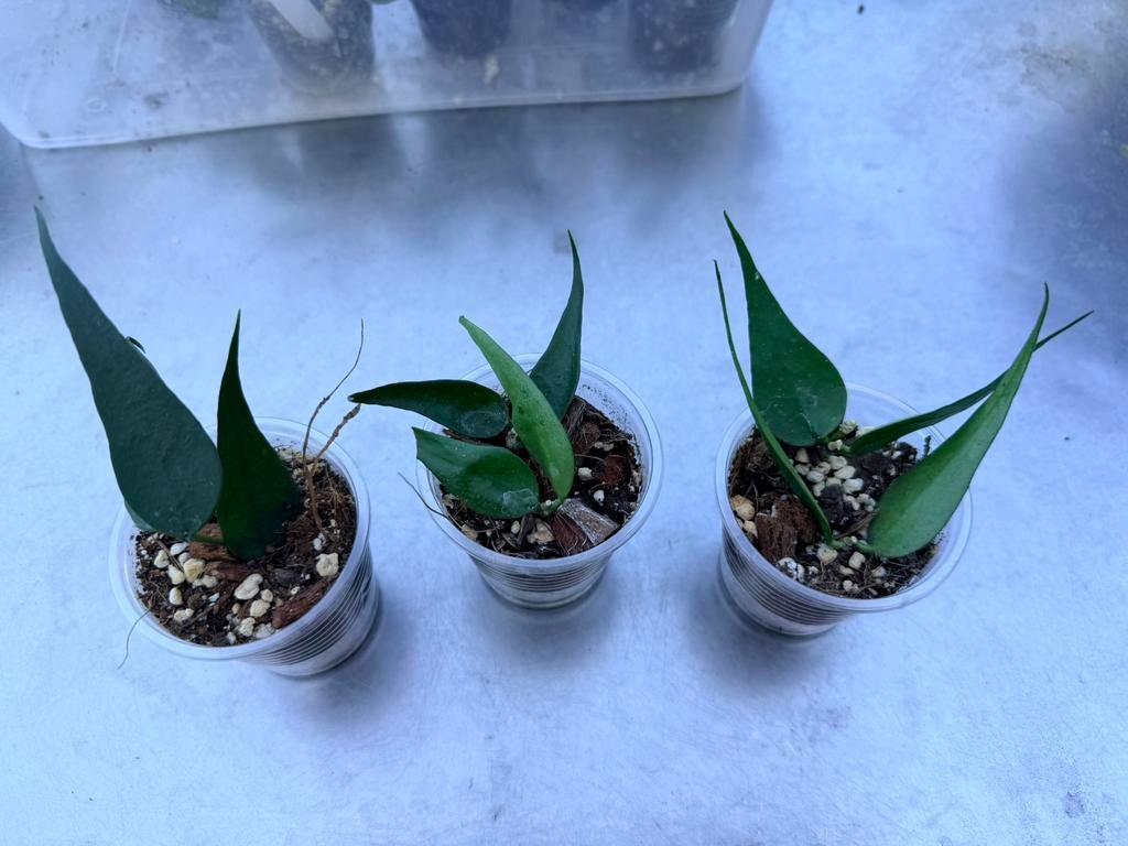 Hoya sp vietnam, Huis en Inrichting, Kamerplanten, Ophalen