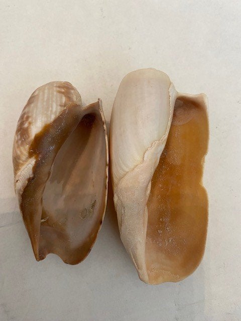 schelpen, Ophalen of Verzenden, Schelp(en)
