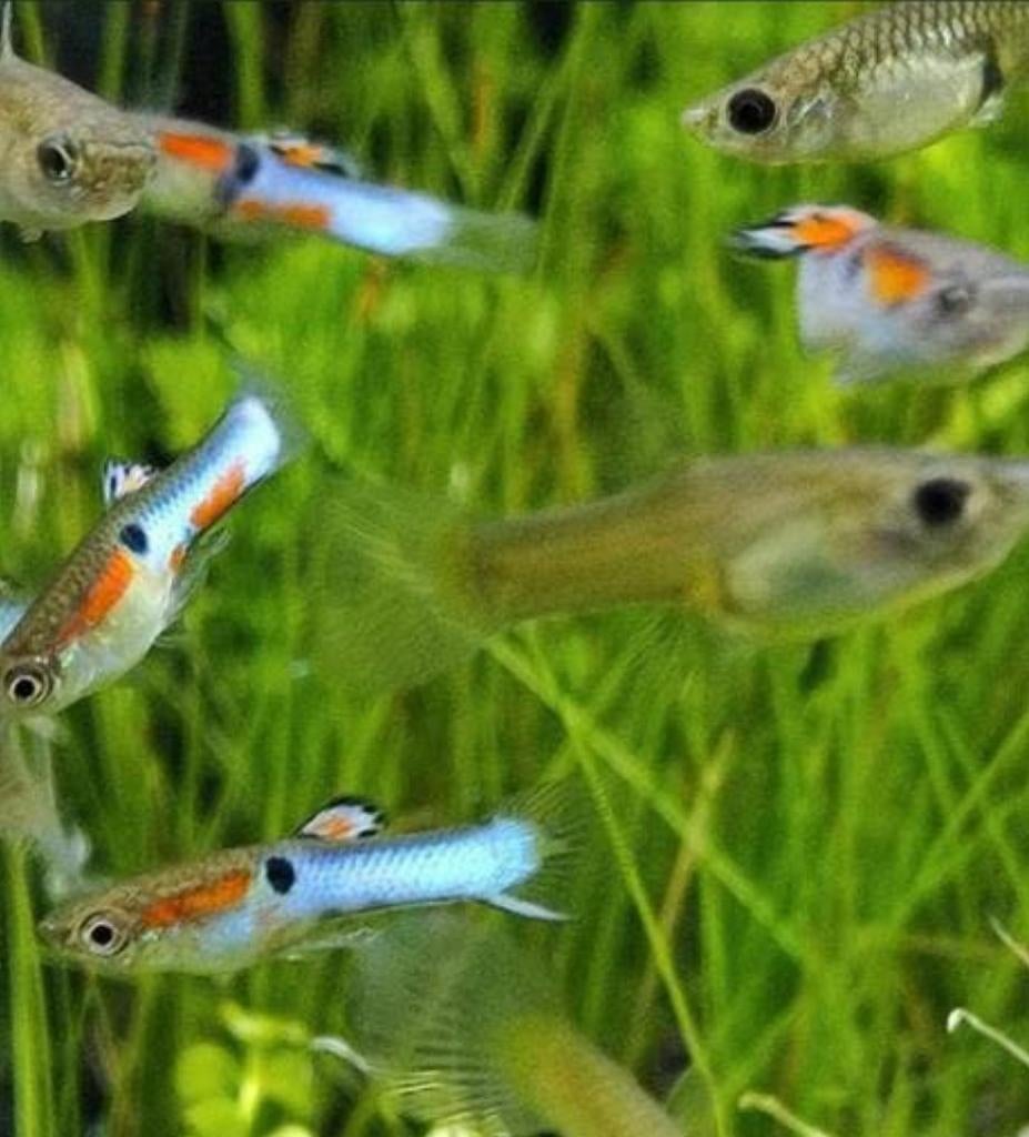 Endler bleu japonais 4+4