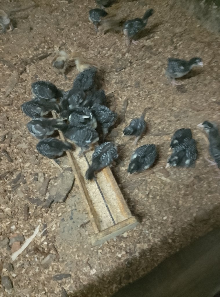 Jonge hennen Mechelse koekoek, Dieren en Toebehoren, Pluimvee
