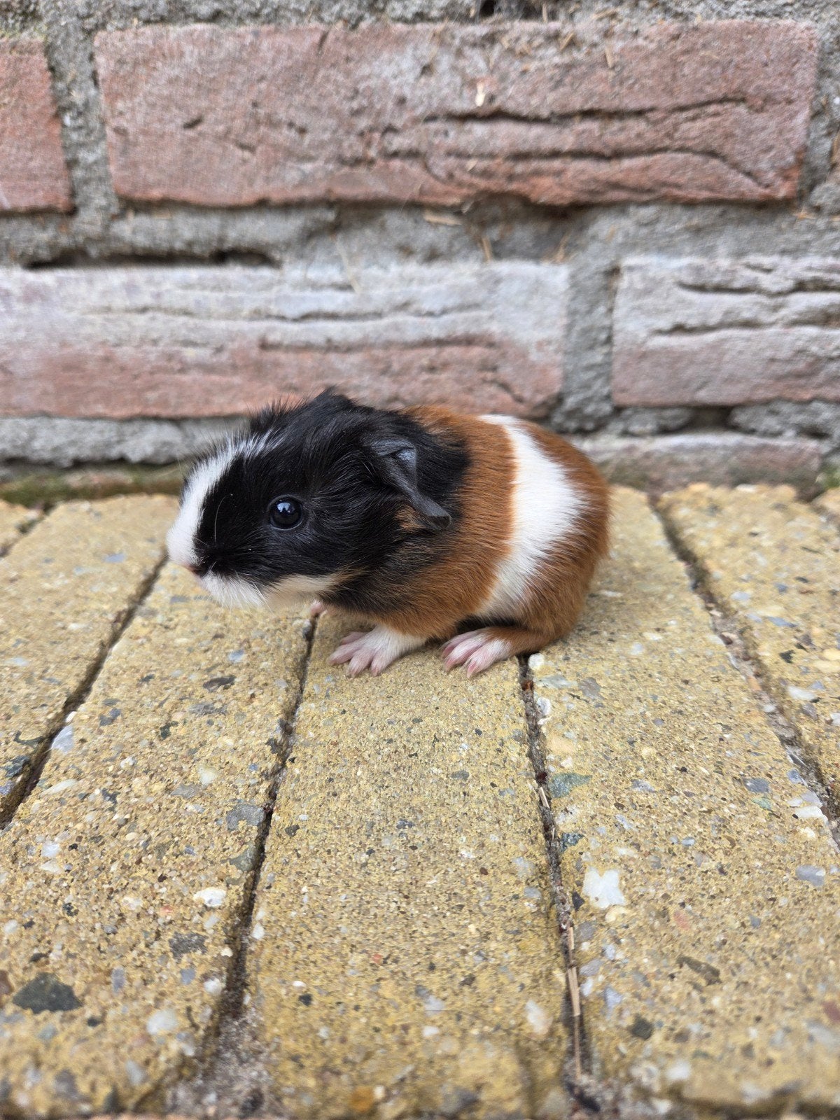 Jong cavia beertje, Animaux & Accessoires, Rongeurs, Juillet, Cobaye, Domestique