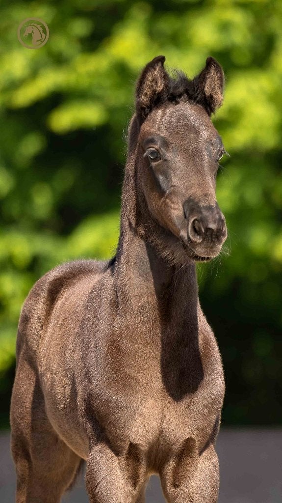 Merrieveulen v. Royal Dynamic, Dieren en Toebehoren, Paarden, Merrie, Dressuurpaard, 0 tot 2 jaar