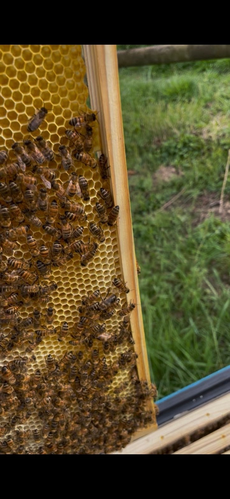 Ruche abeilles noire, Animaux & Accessoires, Enlèvement ou Envoi, Neuf