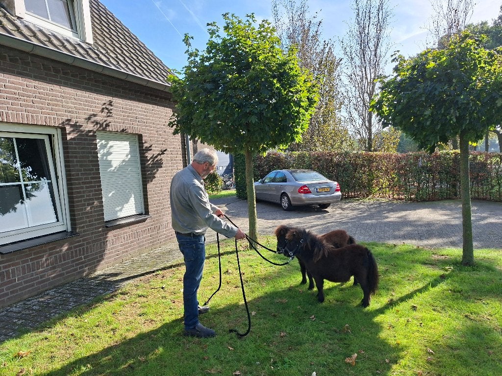 Twee super kleine veulentje's, Meerdere dieren, A pony (tot 1.17m), Gechipt, 0 tot 2 jaar