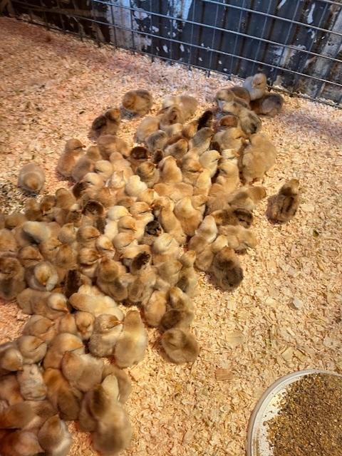 Cochin Kriel kuikentjes, Sexe inconnu, Poule ou poulet