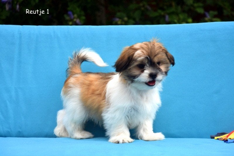 Prachtige Boomer pups, Petit, Plusieurs, Belgique, Plusieurs animaux