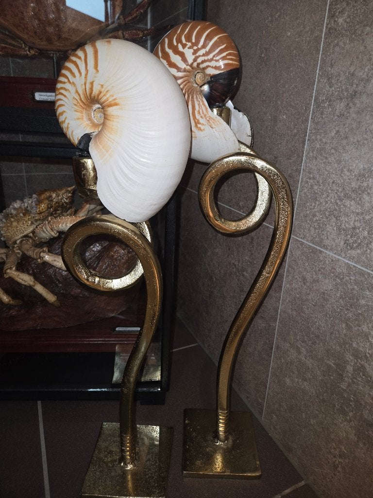 Schelpen nautilus op sokkel, Verzamelen, Ophalen of Verzenden, Schelp(en)