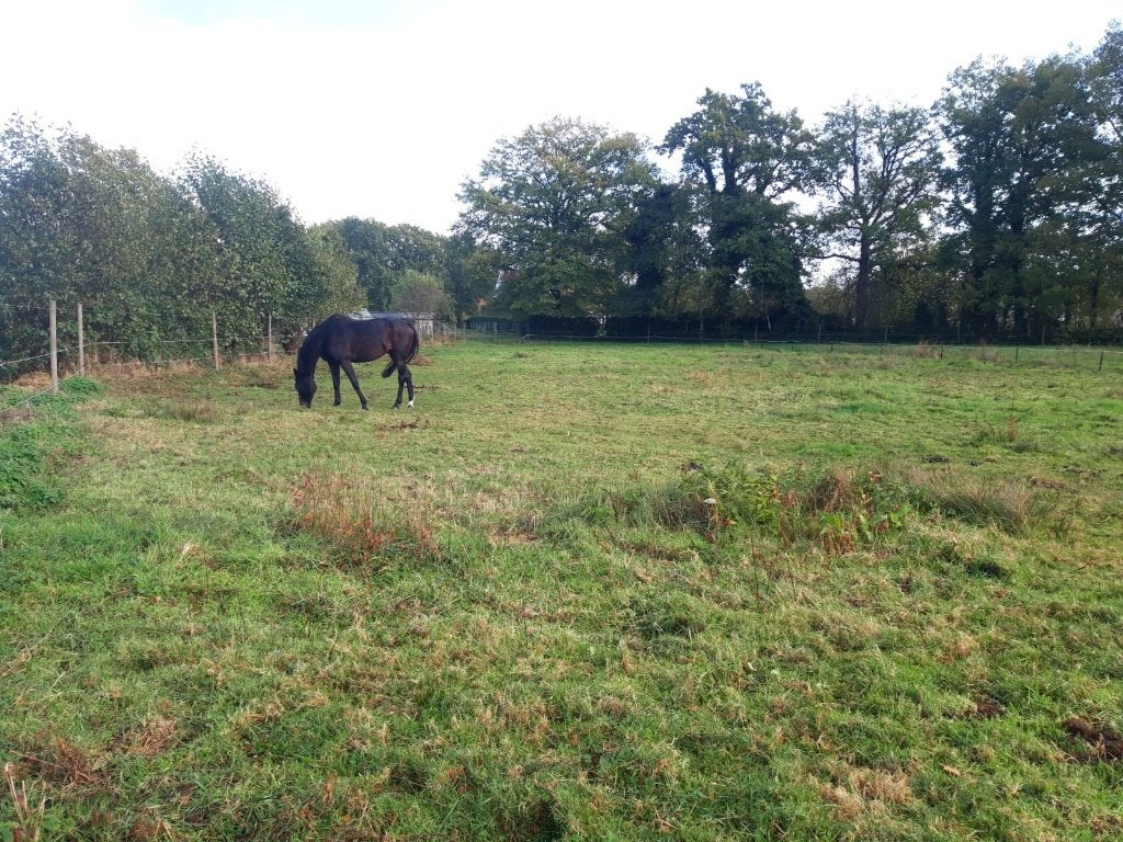 weidegang al dan niet met stal of schuilstal, Dieren en Toebehoren, Stalling en Weidegang, Stalling, Weidegang, 1 paard of pony