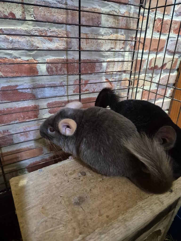 Chinchilla, Avril, Plusieurs animaux, Chinchilla