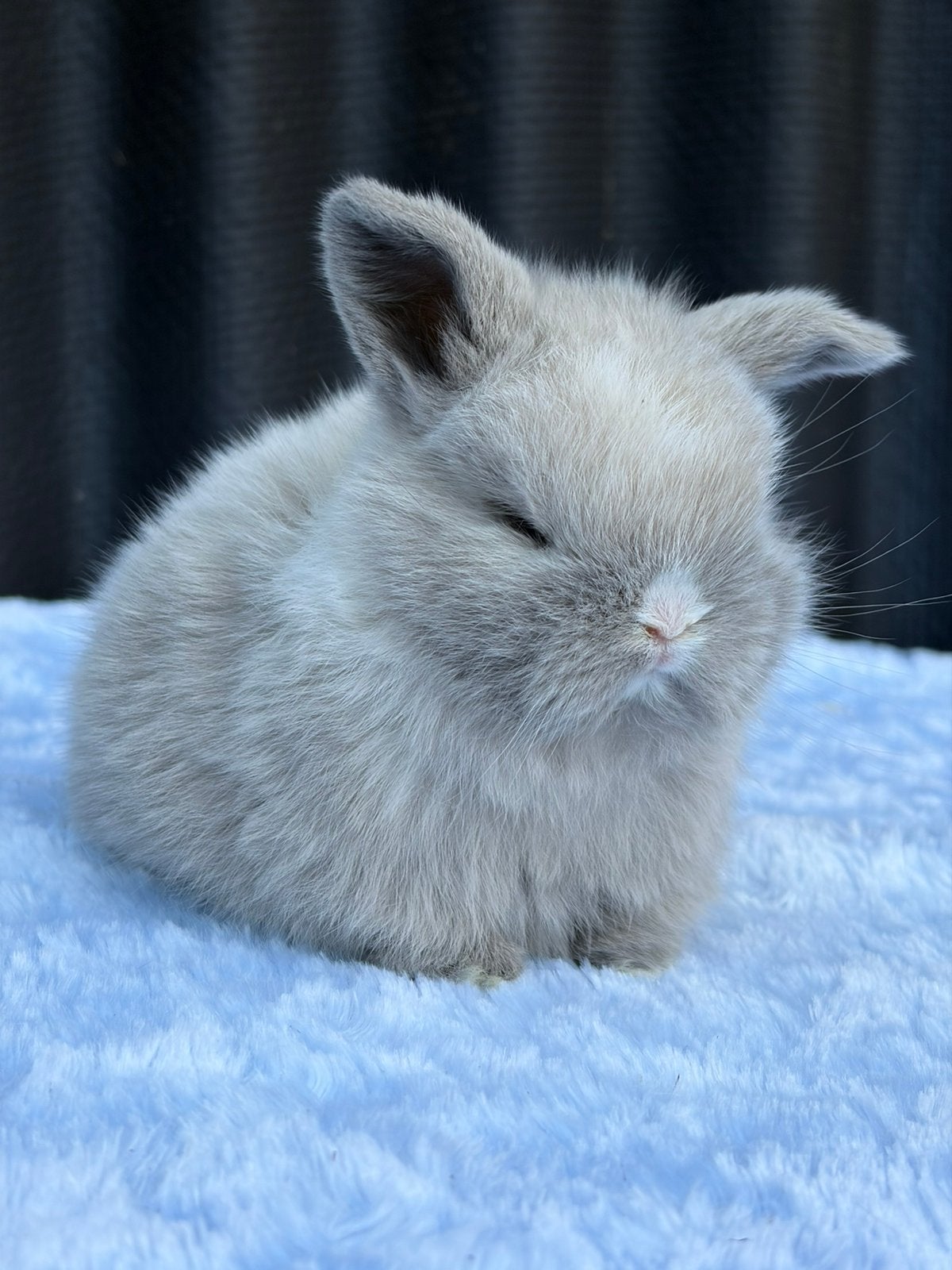 Minilop voedster/ram, Dieren en Toebehoren, Meerdere dieren, Dwerg, Hangoor, 0 tot 2 jaar