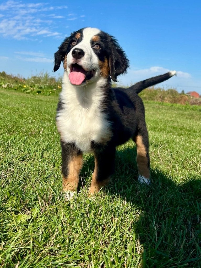 Leuke Berner Sennen x Australische herder pups, Dieren en Toebehoren, België, CDV (hondenziekte), 8 tot 15 weken, Meerdere