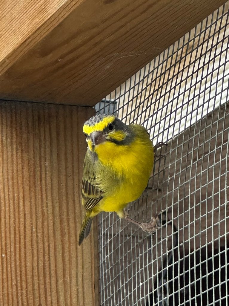 koppel mozambiquesijsen, Dieren en Toebehoren, Vogels | Overige Vogels, Meerdere dieren, Tropenvogel