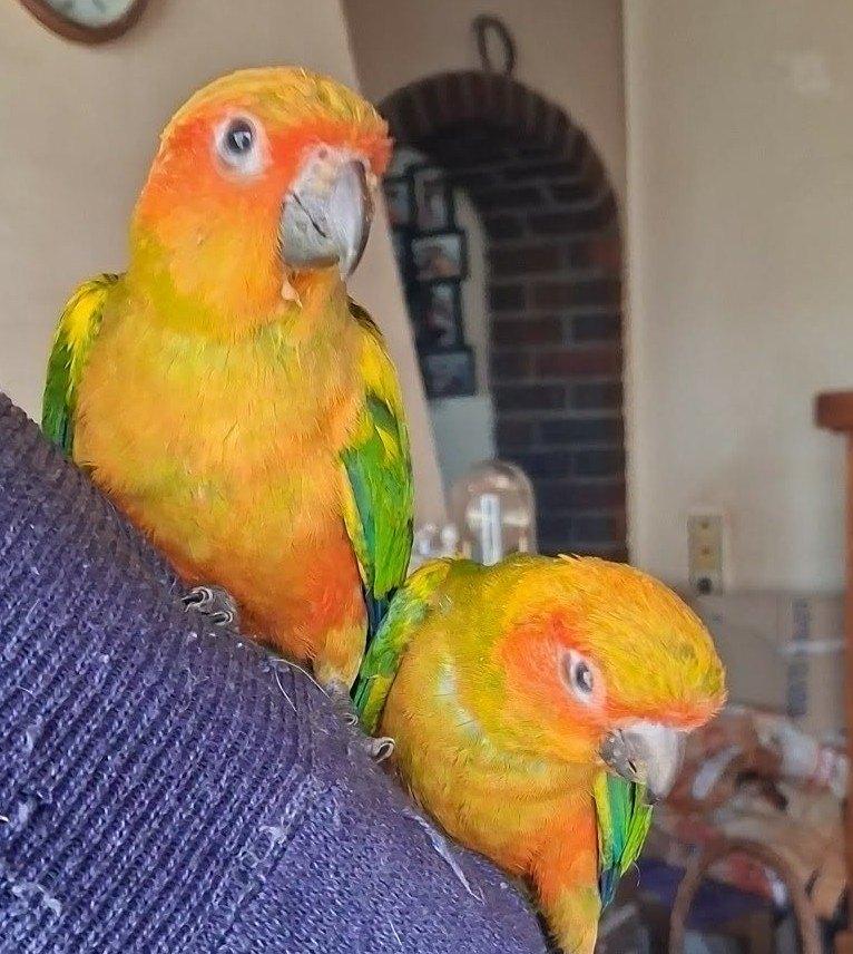 Conure soleil EAM, Mâle, Perruche, Parleur