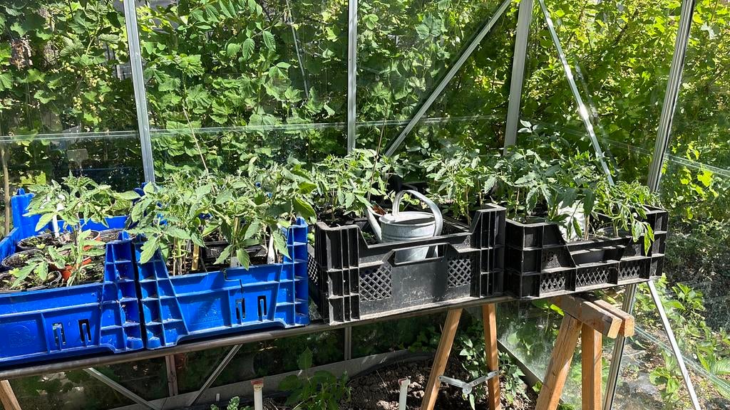 Tomateplanten, Tuin en Terras, Ophalen