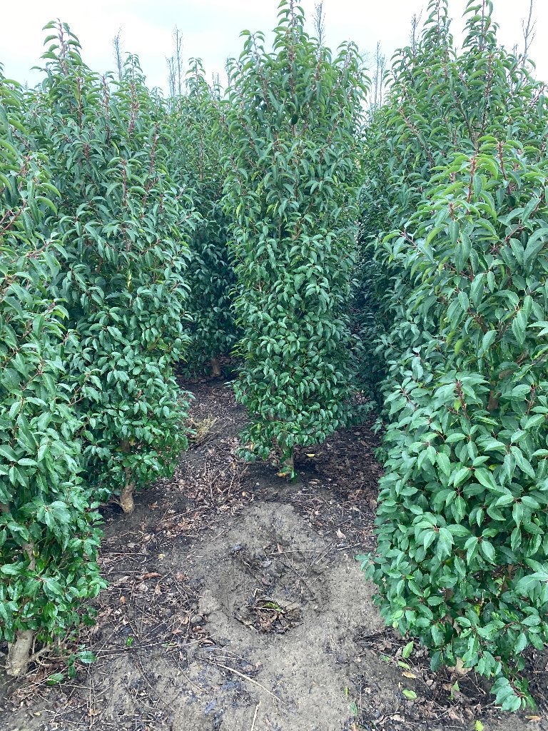 Portugese laurier 2 meter, Tuin en Terras, Planten | Struiken en Hagen, Ophalen, Laurier, Haag, 100 tot 250 cm