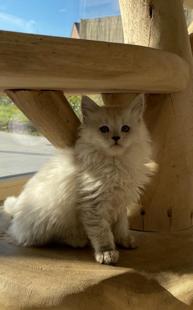 Maine Coon kittens, Meerdere dieren, Gechipt, 0 tot 2 jaar