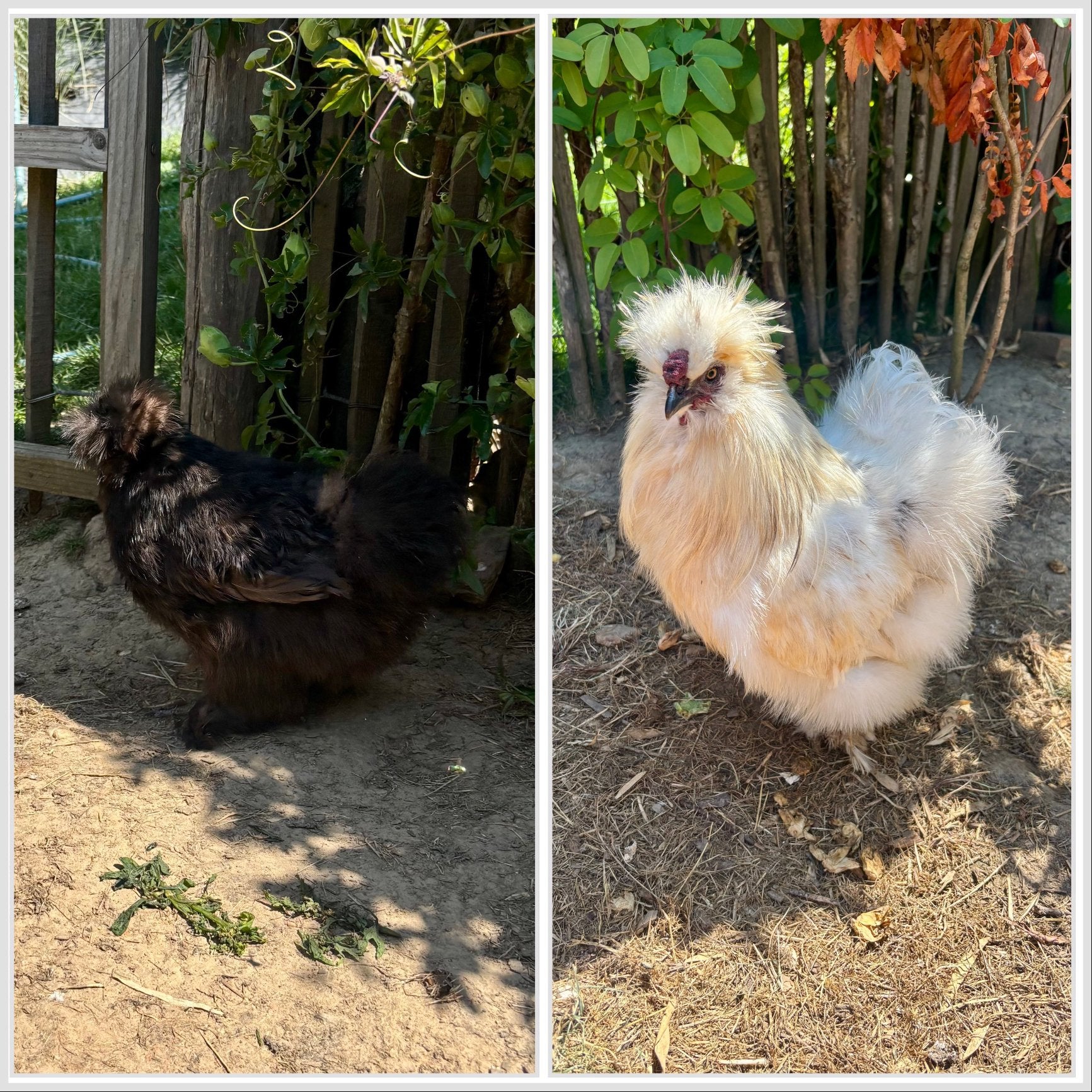 Couple de poules de soie, Enlèvement