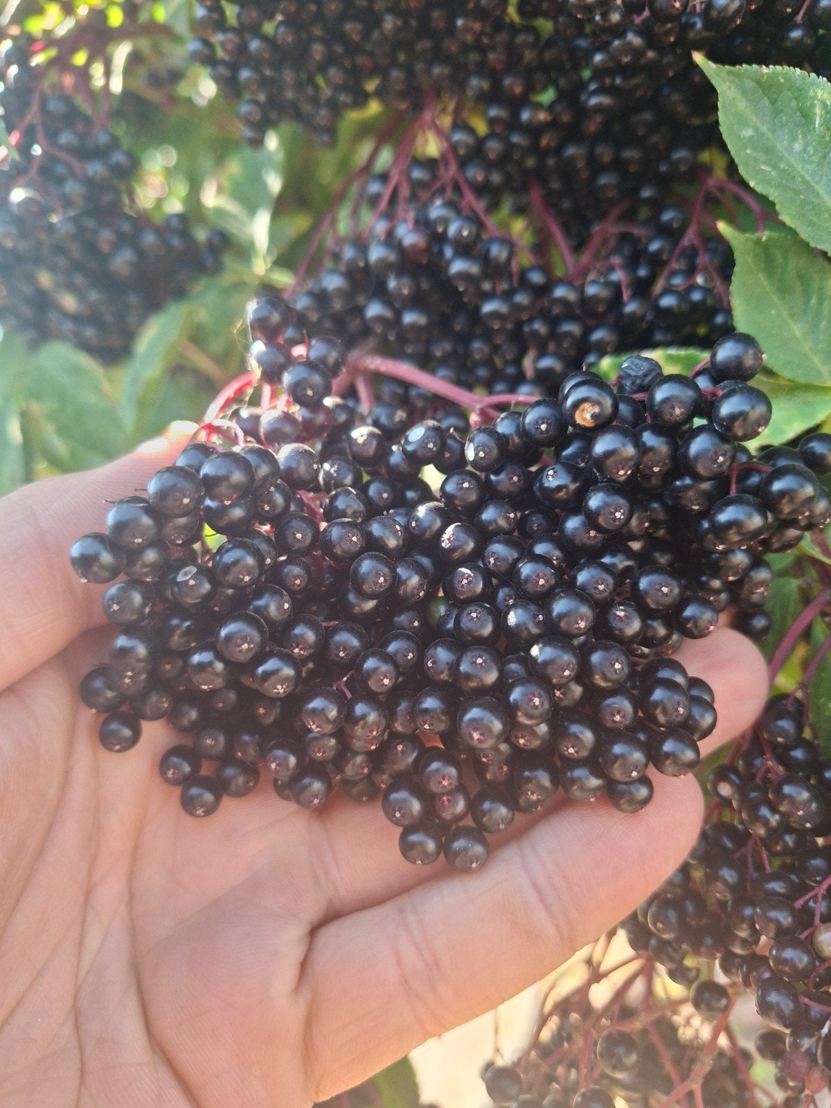 vlierbessen, Tuin en Terras, Planten | Fruitbomen, Ophalen
