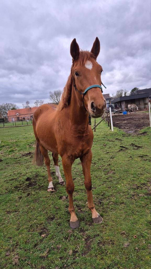 A River of Sunshine ️, Dieren en Toebehoren, Paarden, Merrie, Onbeleerd, 160 tot 165 cm, 3 tot 6 jaar, Dressuurpaard, Met stamboom