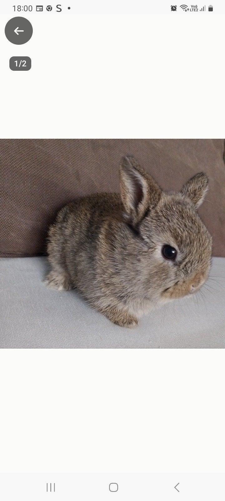 2vrouwelijke dwergkonijnen 8wekendeze, Animaux & Accessoires, Lapins, Nain